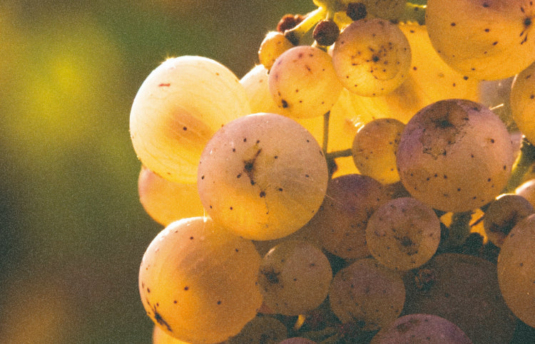 Zutaten und Nährwerte: Was auf Wein-Aperitifs stehen muss