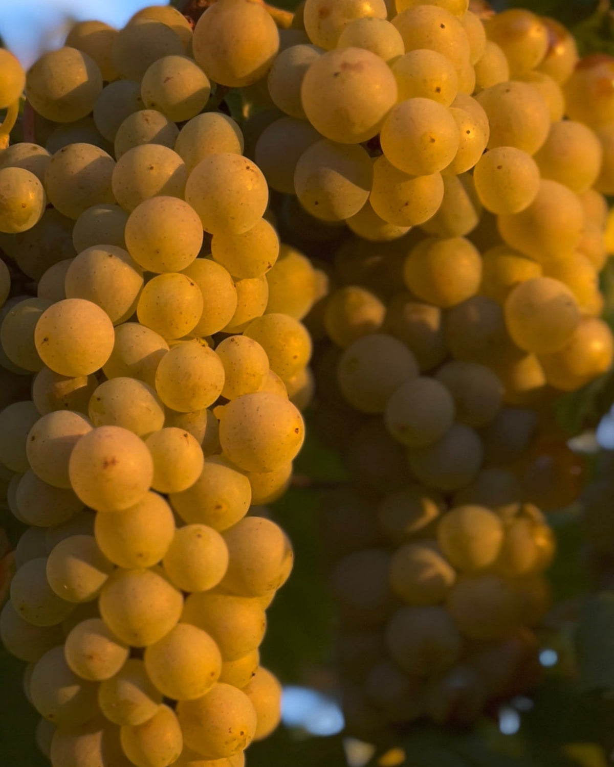 Riesling als Aperitif: Warum gerade diese Rebsorte?